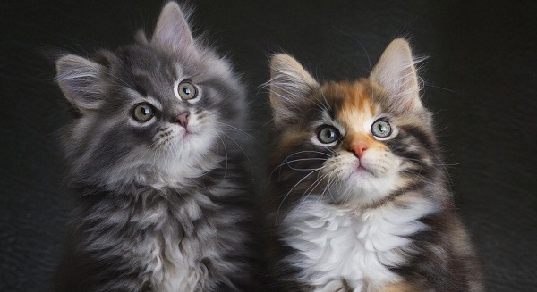 pelihara-kucing-simak-tips-agar-rumah-tetap-bersih--rapih